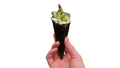 27 Temaki Végétarien
